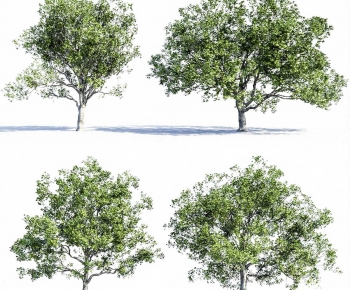 Modern Tree-ID:281229083