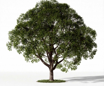 Modern Tree-ID:723706966