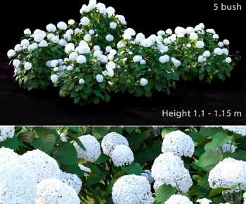 Modern Shrubbery-ID:789370068