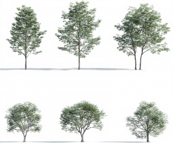 Modern Tree-ID:729937089