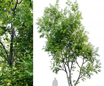 Modern Tree-ID:633389954