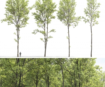 Modern Tree-ID:103598123