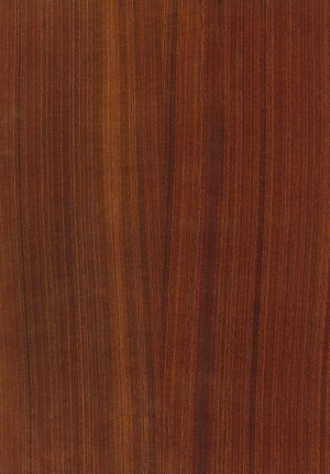 ModernWood Texture