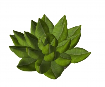 Modern Plant-ID:220608955