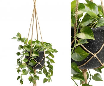 Modern Chlorophytum Comosum-ID:226547968