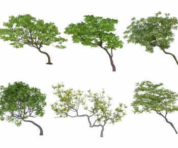 Modern Tree-ID:803097962