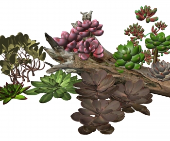 Modern Plant-ID:505260943