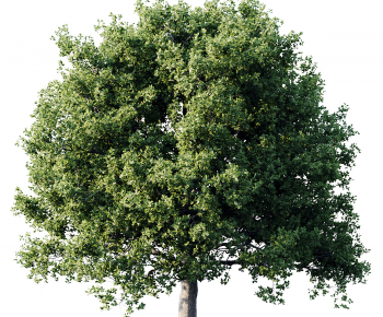 Modern Tree-ID:621453055