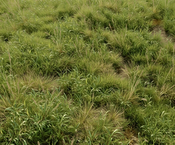 Modern Flowers And Grass-ID:704214105