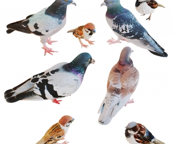 Modern Flying Animals-ID:289700989