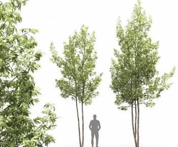 Modern Tree-ID:268670088