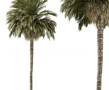 Modern Tree-ID:201016904