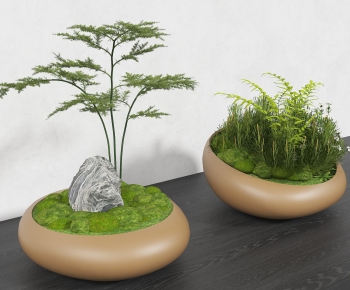 Modern Bonsai-ID:151956089