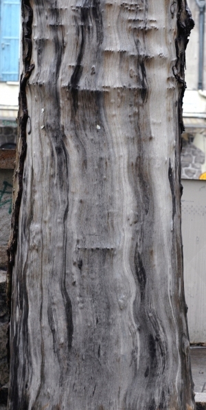 ModernBark Texture