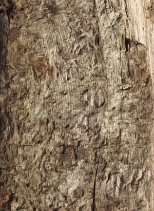 ModernBark Texture