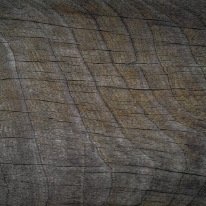 ModernWood Texture