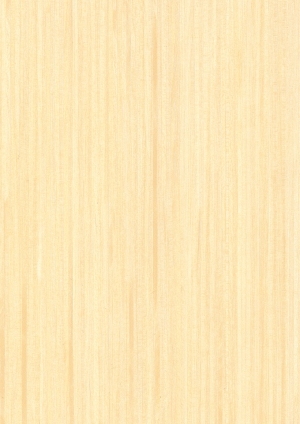 ModernWood Texture