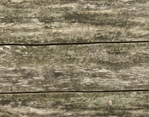 ModernWood Texture