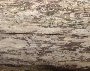ModernWood Texture