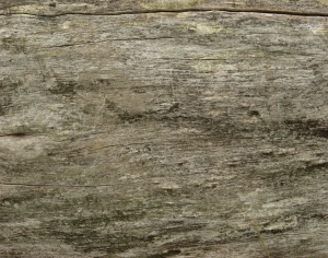 ModernWood Texture
