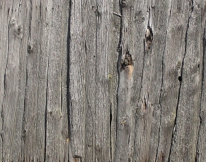 ModernBark Texture