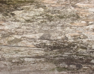 ModernBark Texture