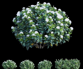 Modern Shrubbery-ID:169097907