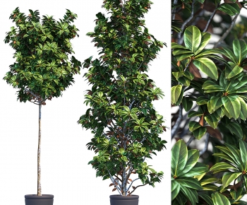 Modern Ground Green Plant Potted Plants-ID:427747013