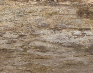 ModernBark Texture