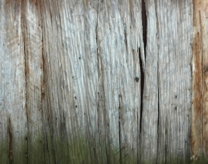 ModernWood Texture