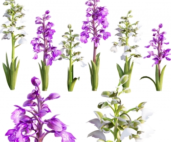 Modern Flowers And Grass-ID:240368826