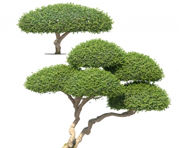 Modern Tree-ID:856019977