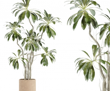 Modern Ground Green Plant Potted Plants-ID:996382001