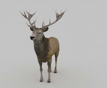 Modern Mammal-ID:617378951