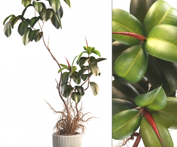 Modern Ground Green Plant Potted Plants-ID:668062934