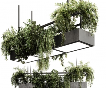 Modern Chlorophytum Comosum-ID:413079985