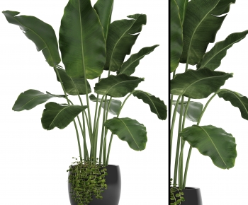 Modern Ground Green Plant Potted Plants-ID:250570842