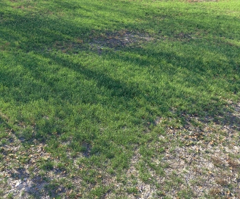 Modern The Grass-ID:153352988