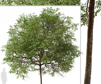 Modern Tree-ID:537596946