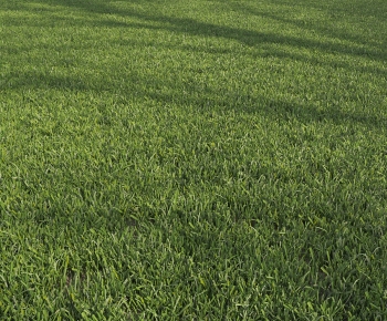 Modern The Grass-ID:254328976