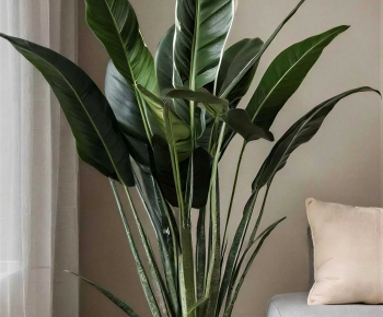 Modern Ground Green Plant Potted Plants-ID:815329072