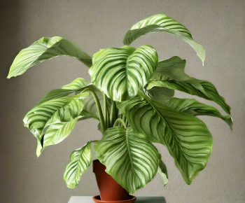 Modern Potted Green Plant-ID:475800024