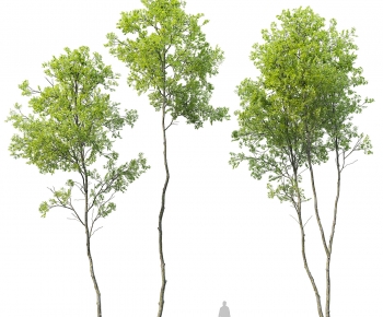 Modern Tree-ID:692384966