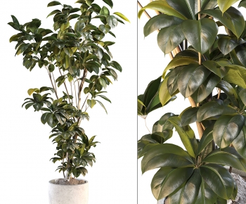Modern Ground Green Plant Potted Plants-ID:177632093