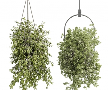 Modern Chlorophytum Comosum-ID:426706089