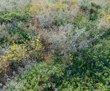 Modern Flowers And Grass-ID:129678014