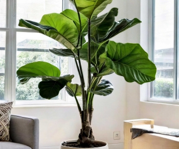 Modern Ground Green Plant Potted Plants-ID:482539894