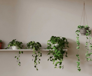 Modern Chlorophytum Comosum-ID:108459023