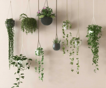 Modern Chlorophytum Comosum-ID:770859006