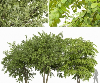 Modern Tree-ID:630523924